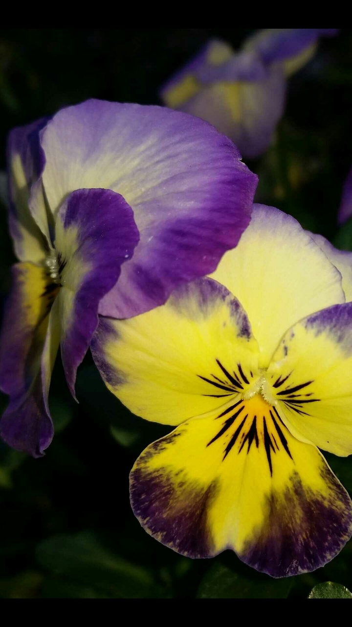 colori