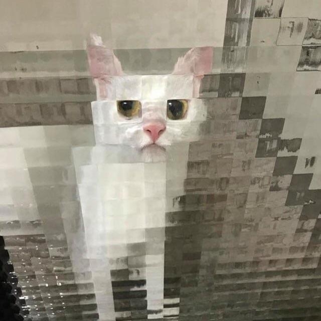 funny cat