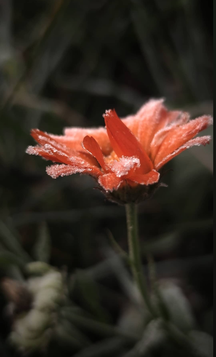 frozen flower
