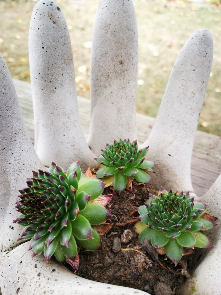 Plant