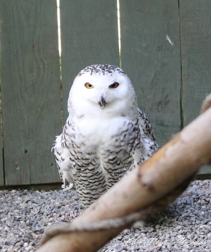 snowy owl