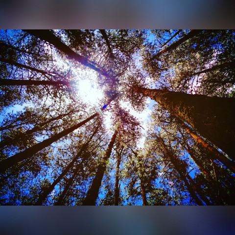 Pine Trees.