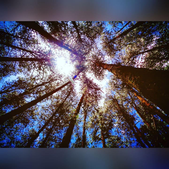 Pine Trees.