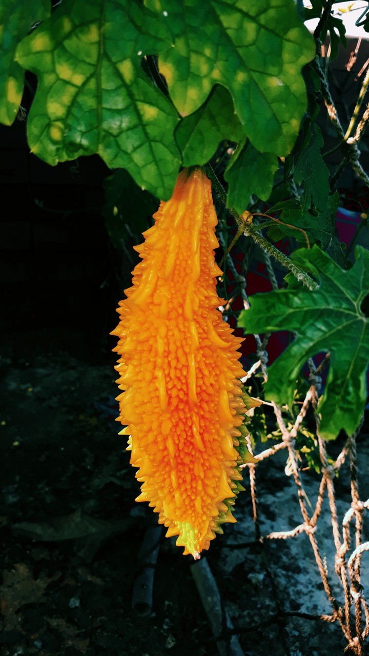 করলা