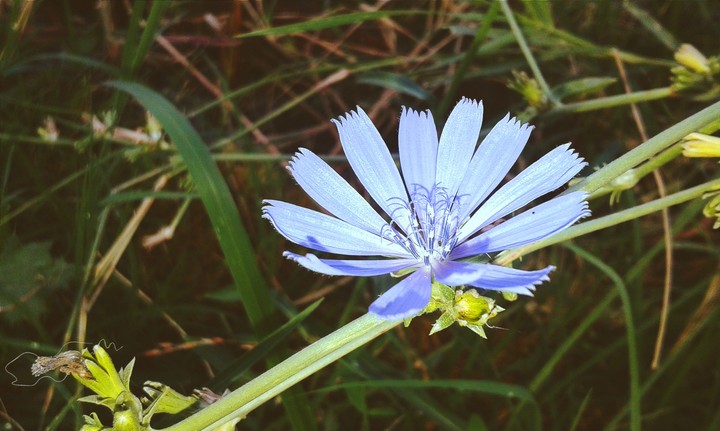 Природа.Цветок.
