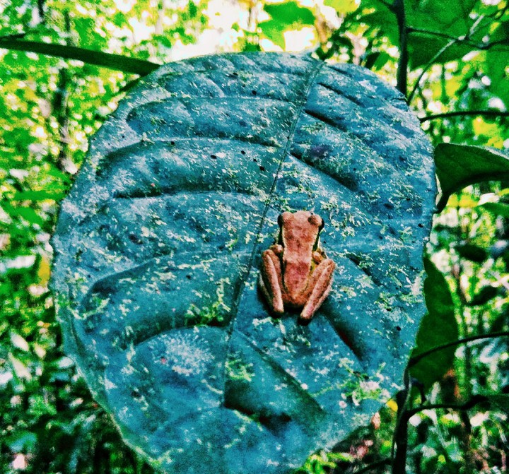 mini frog