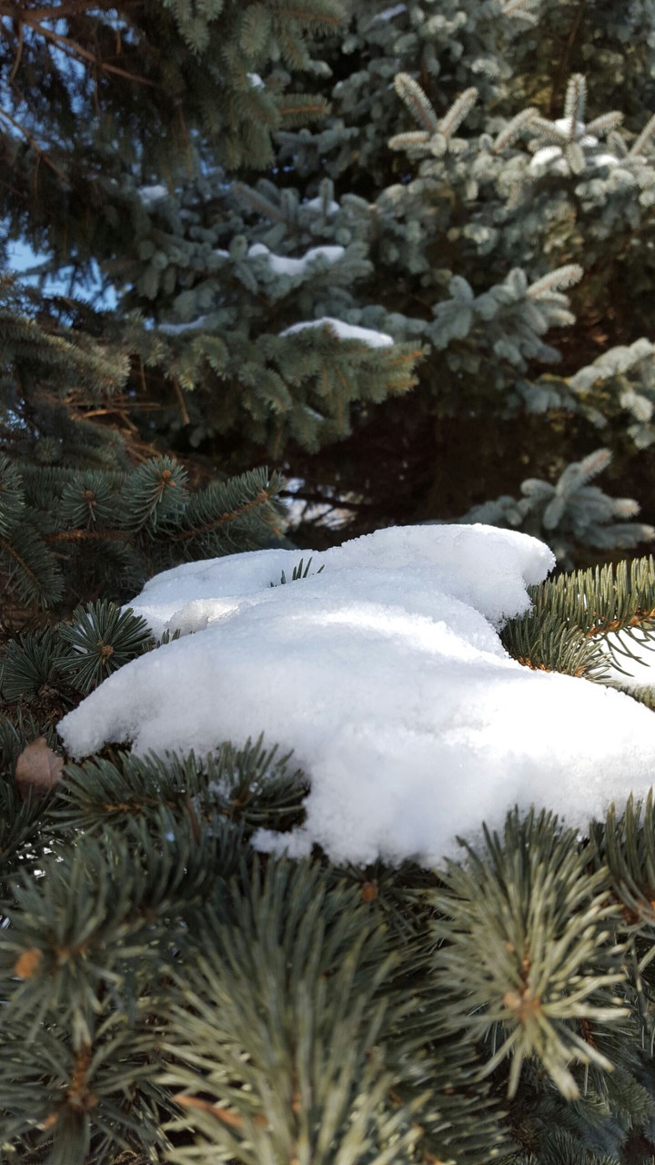 Snow on Pine