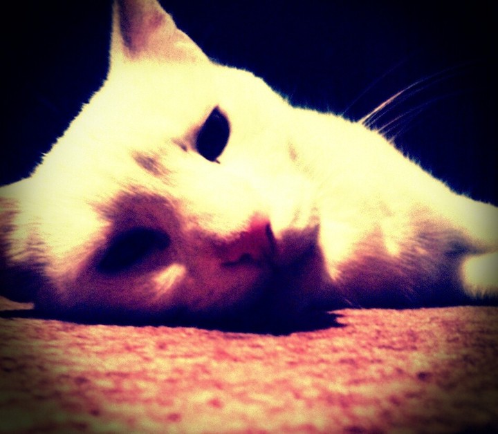Archibald the cat