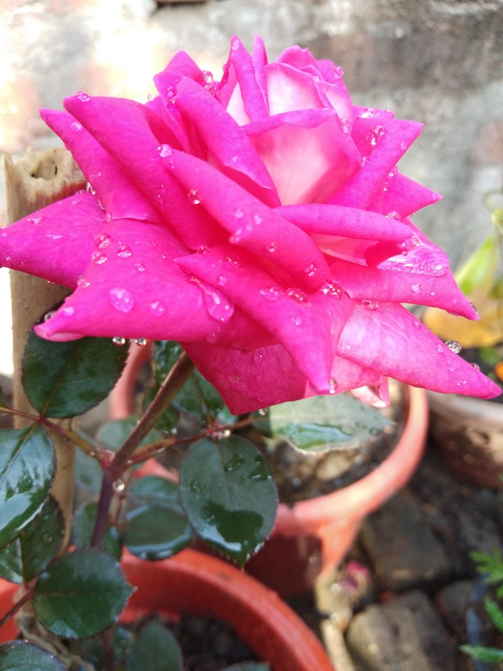 rose