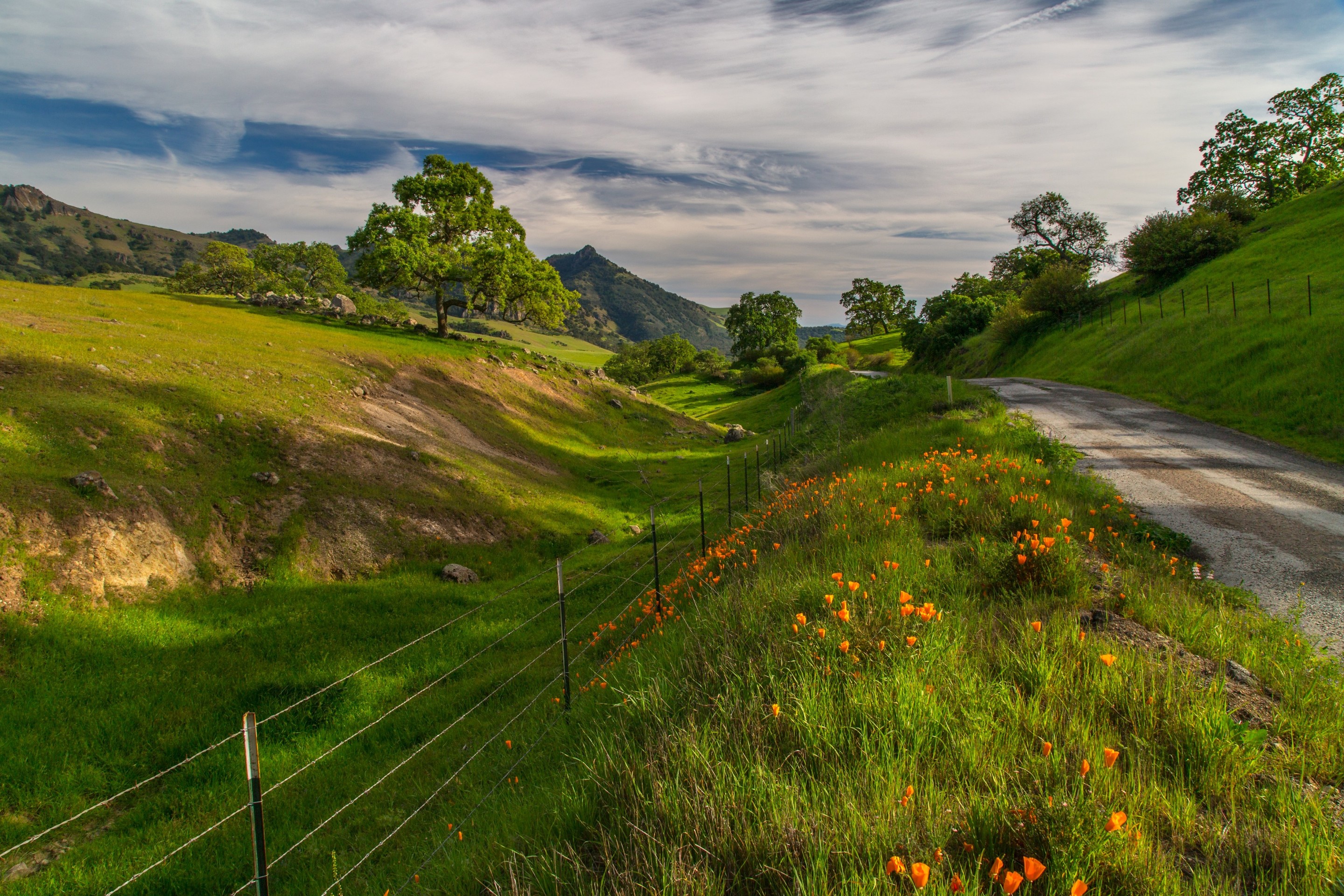 шпалери hill, vegetation