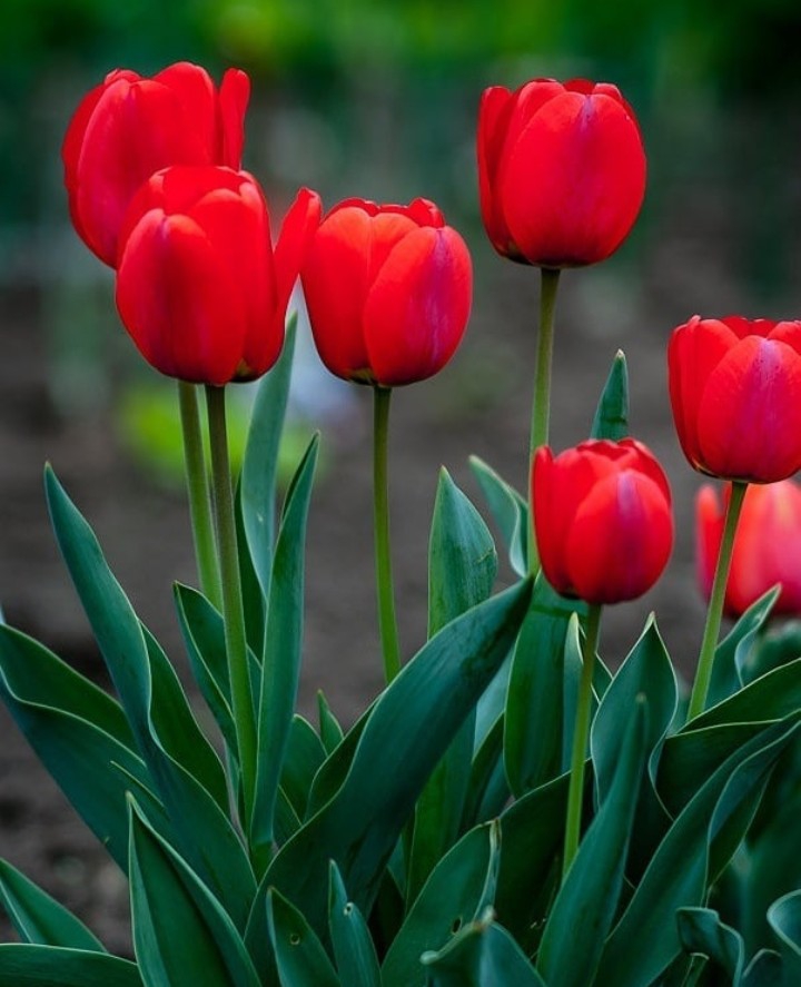 Tulips