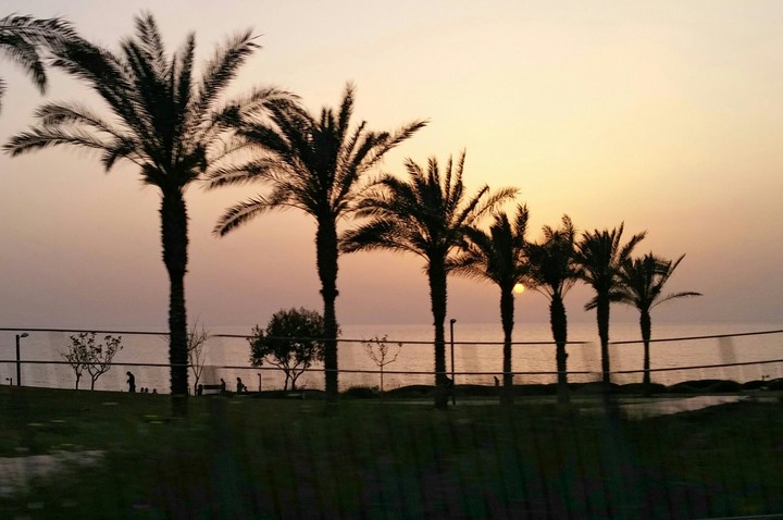 Sunset Palms