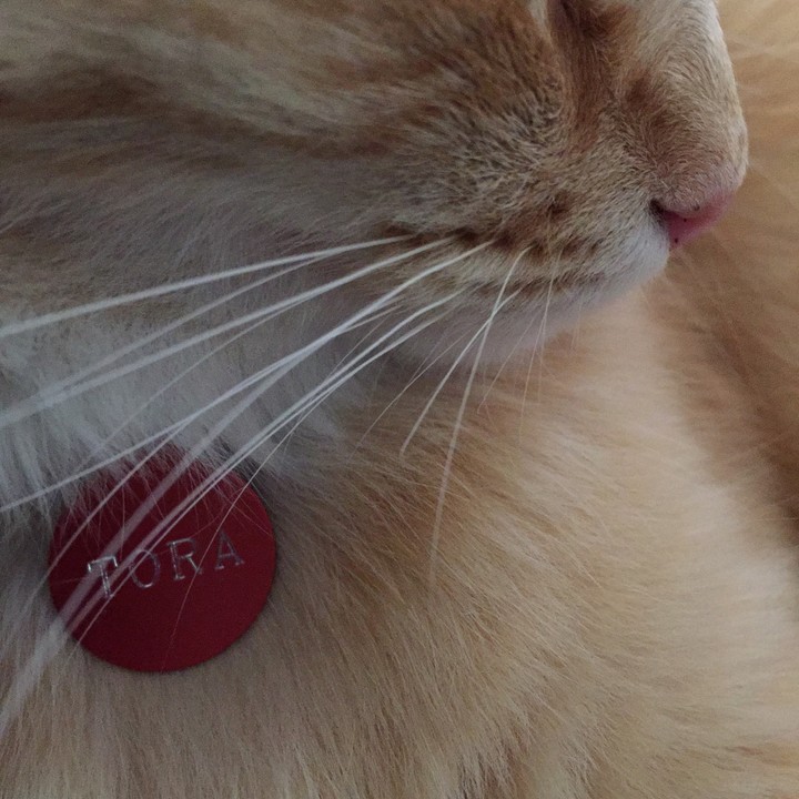 gatto rosso