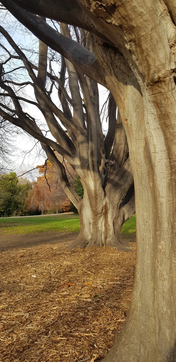 arbres