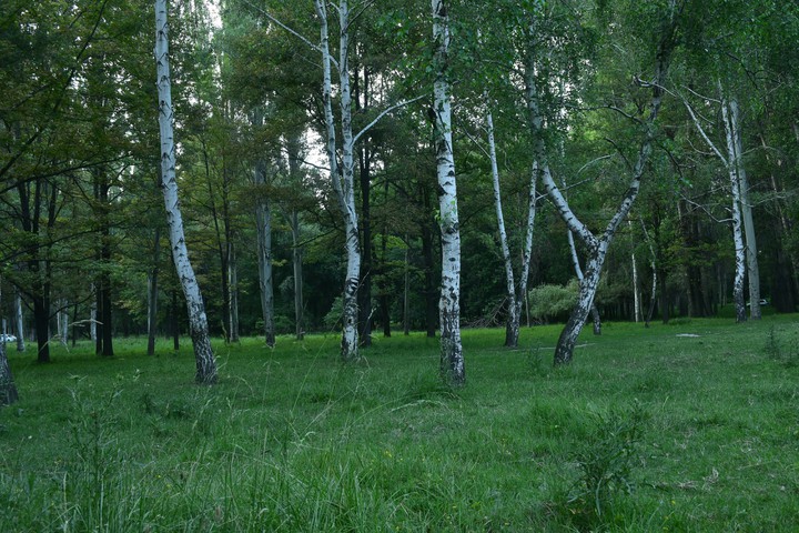 берёзы