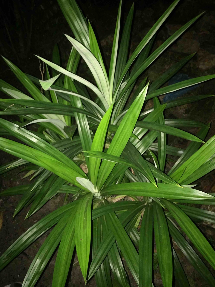 #plant