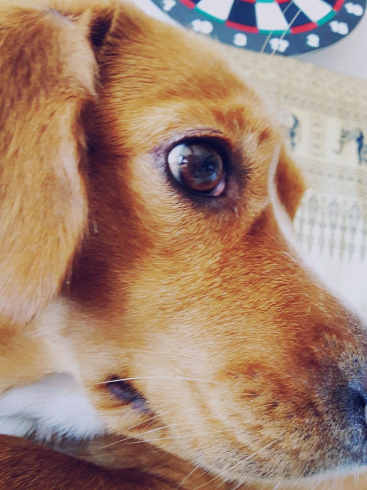 My dog, O-mong.