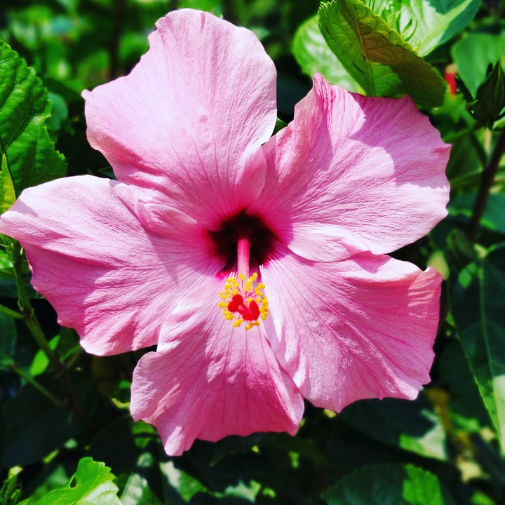 Splendid China Rose..
