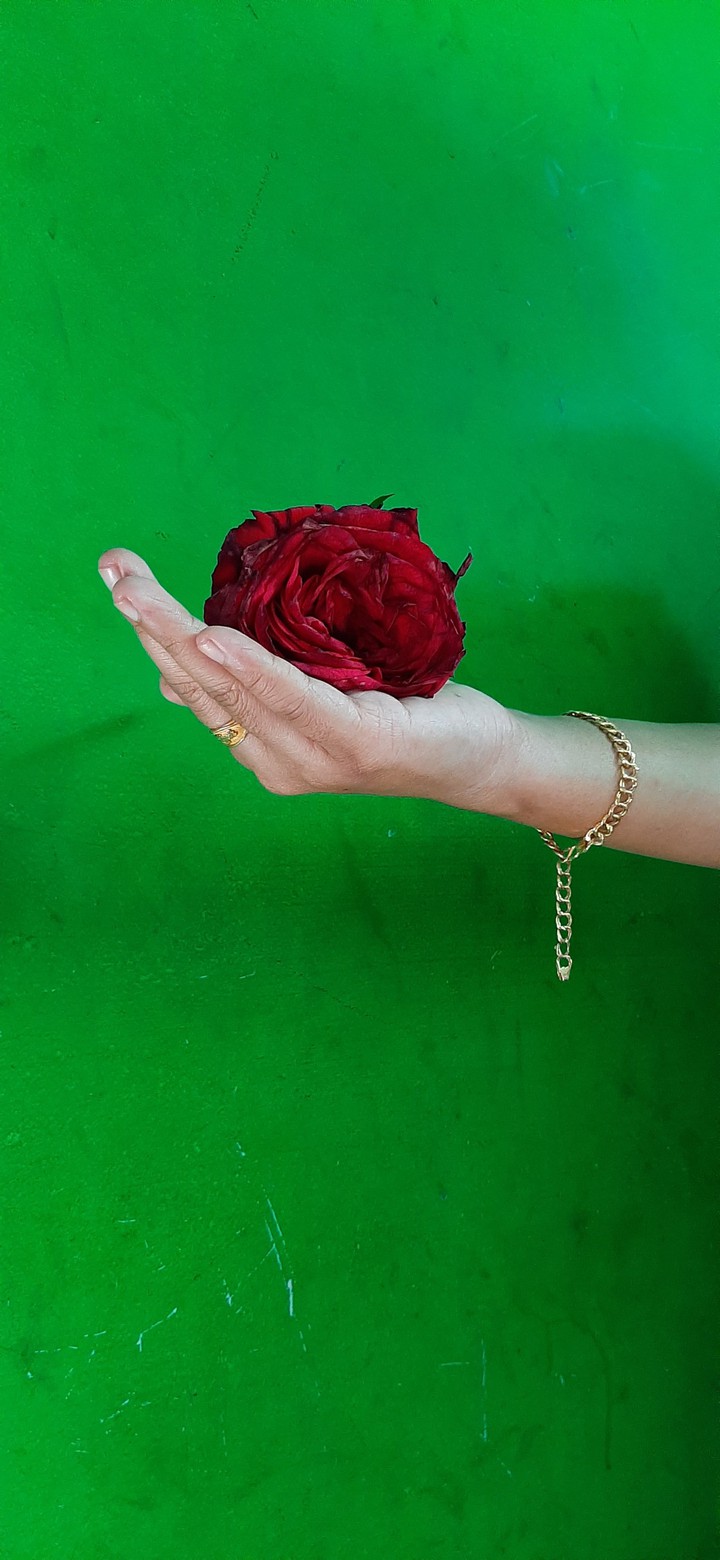 rose