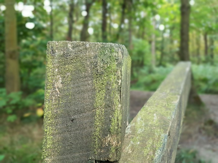 The woods