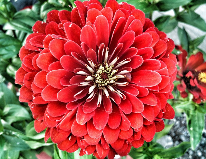 flowers