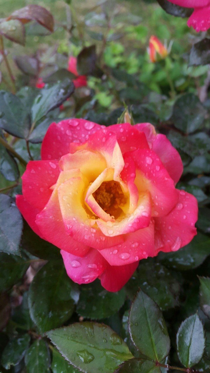 Flowers are always beautiful expecially by raindrops