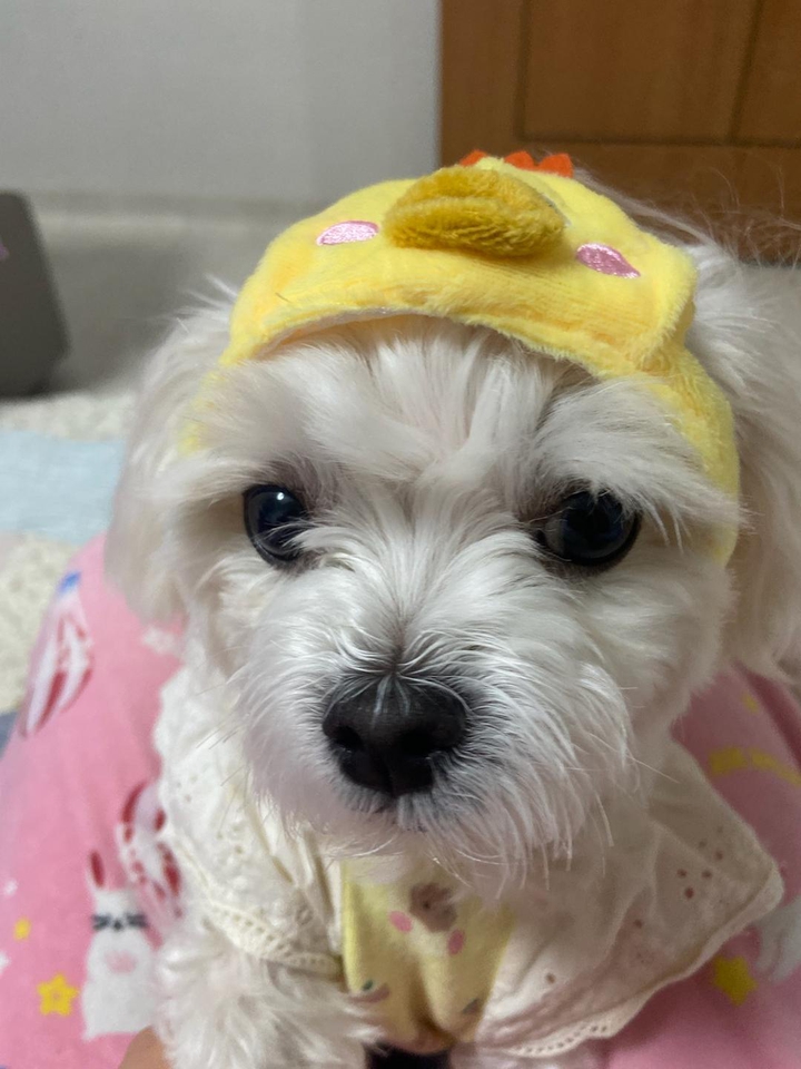 강아지