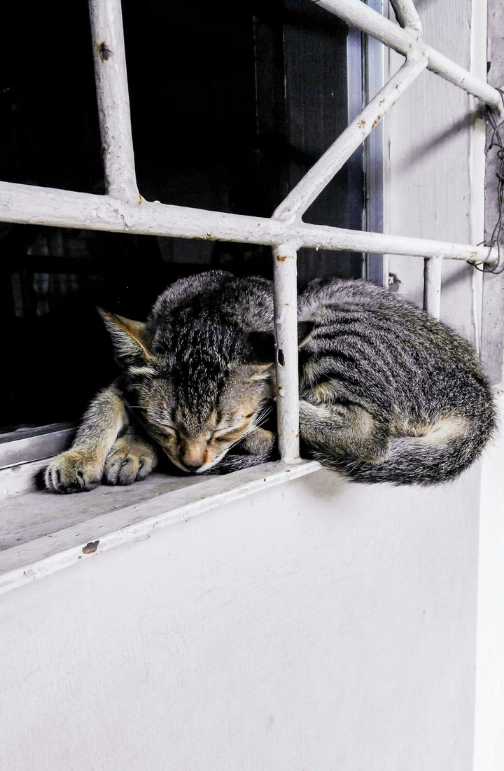 lazy random cat