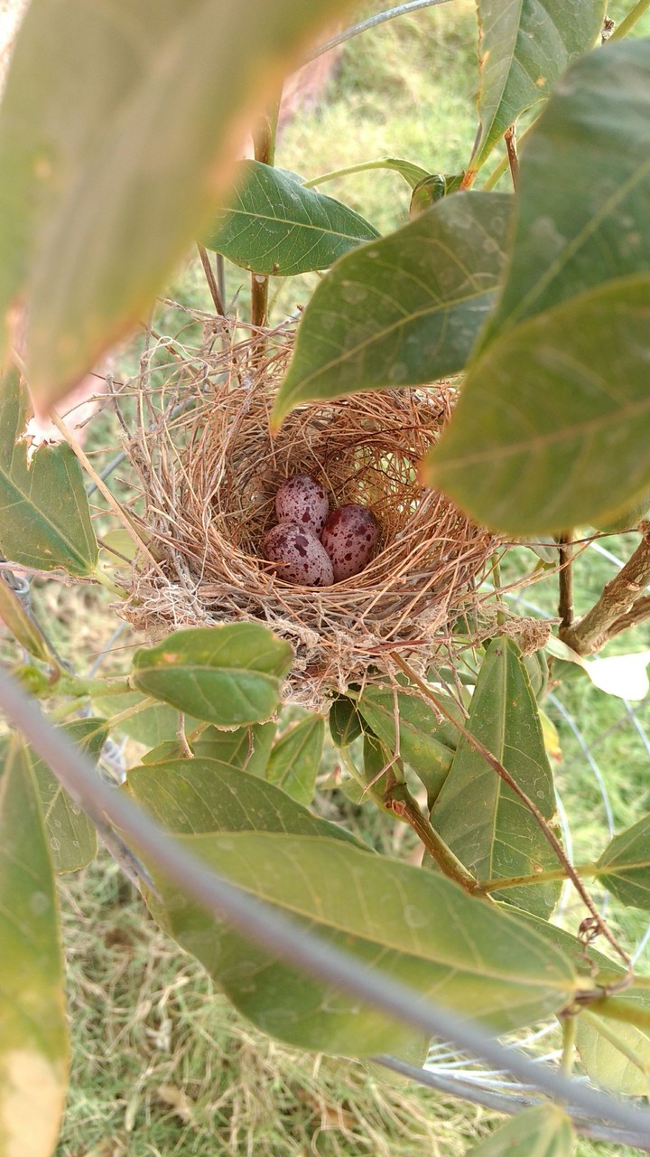 Nest and Eggs