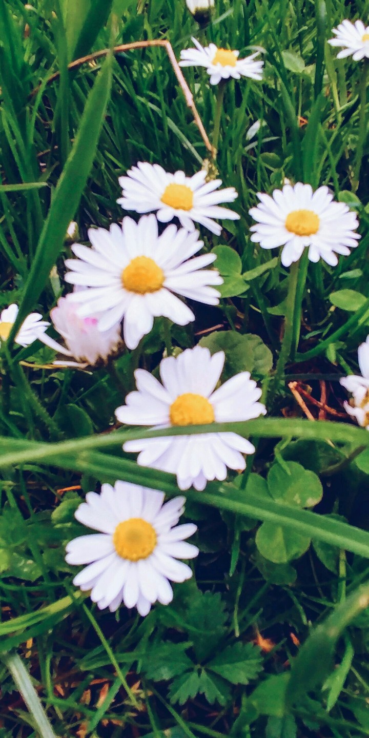 Daisy is my favorite peace makers.