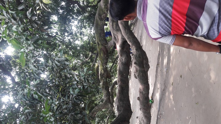 ঢাকা ঠাকুরগাঁও