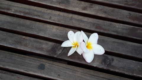 flowers on a bench