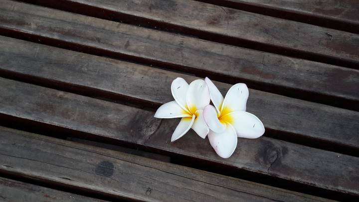 flowers on a bench