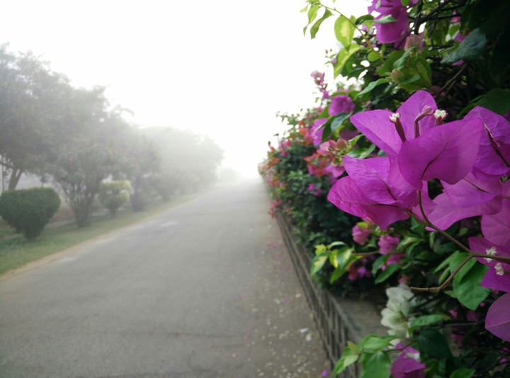 nature