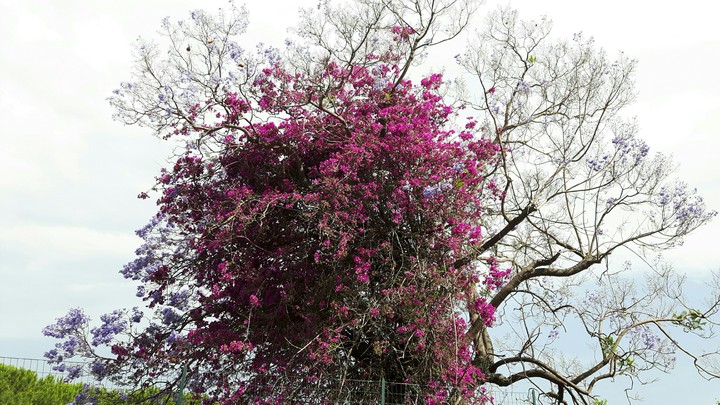 l'albero magico