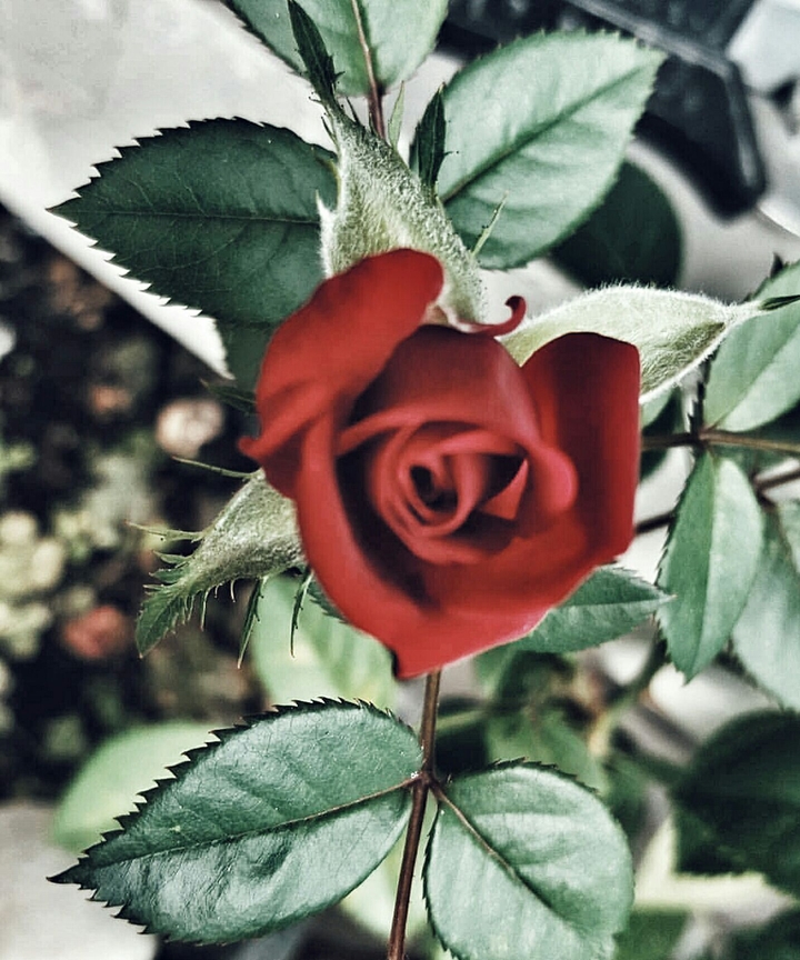 Rose