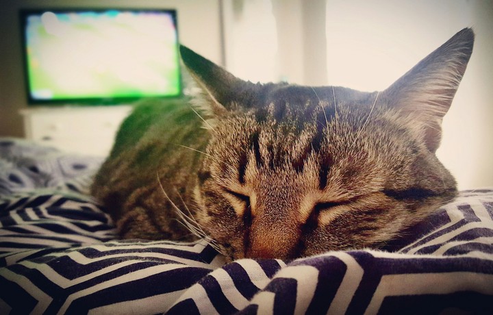 Cat! Sasha