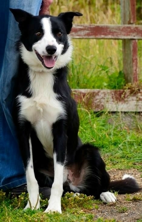 The Border Collie Because There Is No Better Dog
