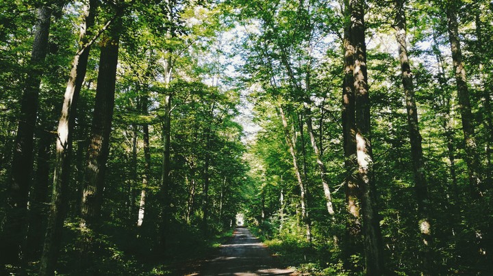 Woods