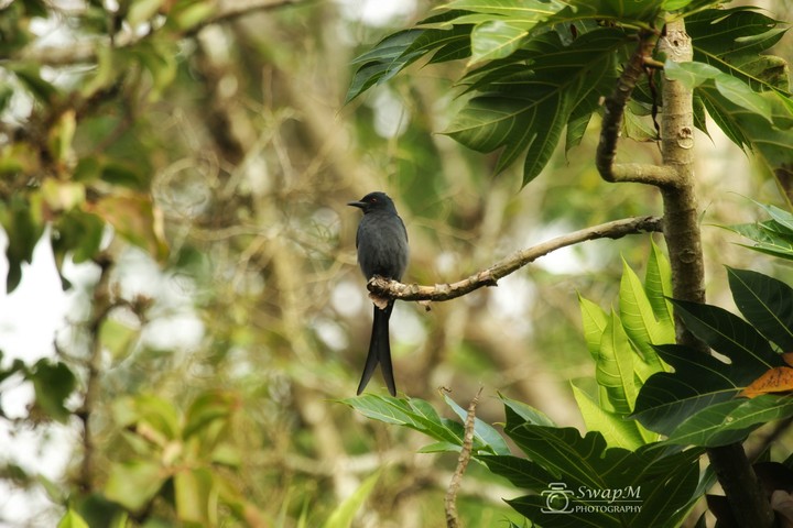 Fish tailed Black Drongo