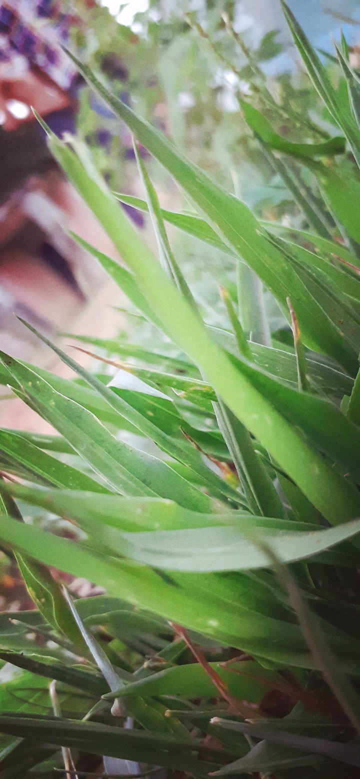 nature