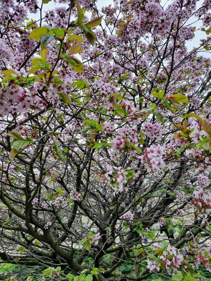 Sakura