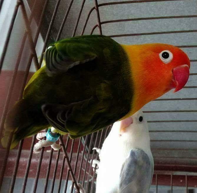 lovebirds​