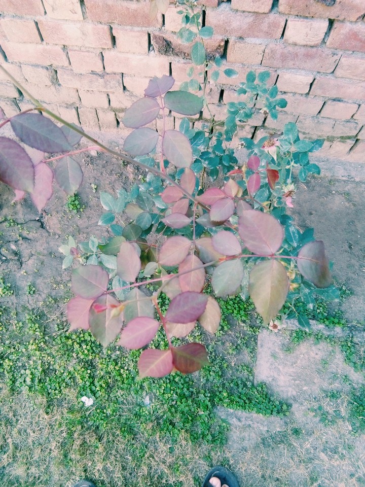 A growing plant...