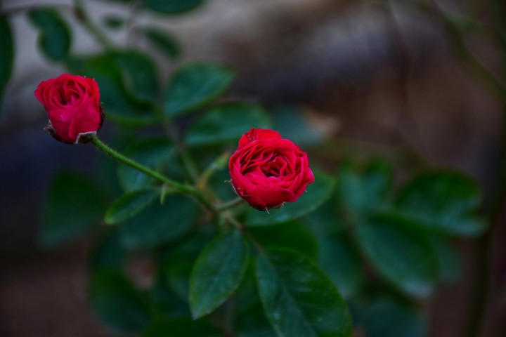 Rose bud
