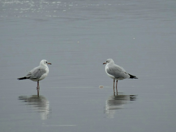 bird