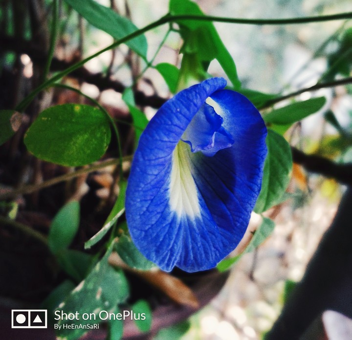Blue flower