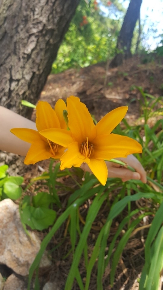 Flower