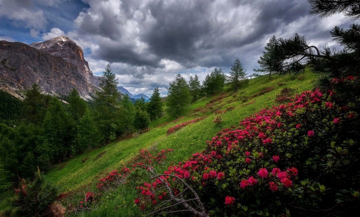 دد