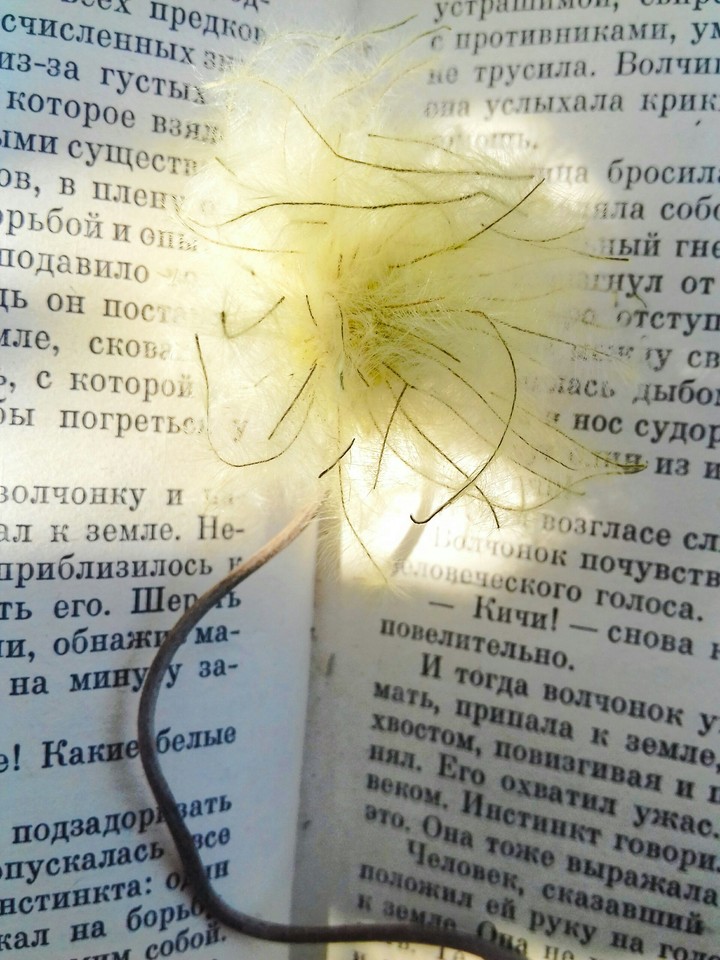 Incredible flower.